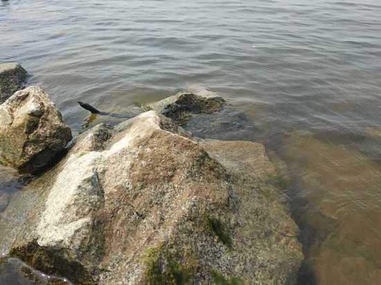 Уровень Амура у Хабаровска сегодня, 30 июня 2021, на отметке 332 сантиметра