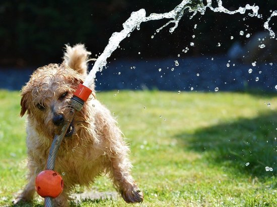 ТОП-5 вещей, которые нельзя делать в жару с собакой