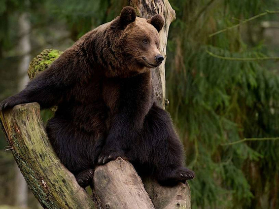 В Хабаровском крае медведи ходят по селам и раскапывают могилы