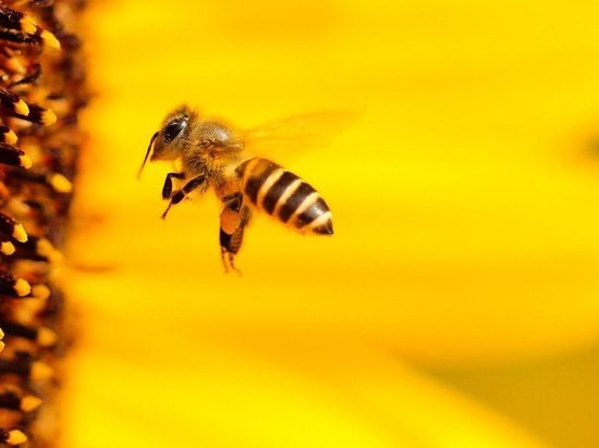 Алтайские пасечники вновь сообщили о массовой гибели пчёл