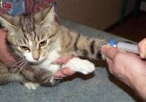 Канадские ученые представили на конференции Европейского общества клинической микробиологии ECCMID результаты исследования, которые говорят о возможности домашних кошек заразиться коронавирусом