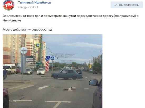 В Челябинске дисциплинированная утка перевела утят через дорогу по «зебре» ФОТО