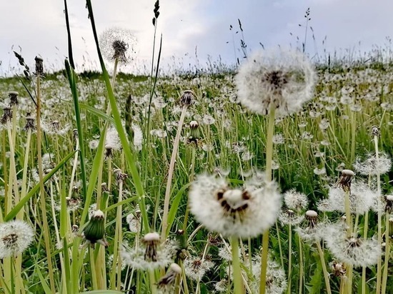 Какой будет погода на Смоленщине 2 июля в пятницу