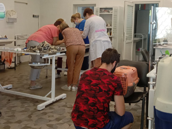 Очередная спасенная - семимесячная кошечка по кличке Сара