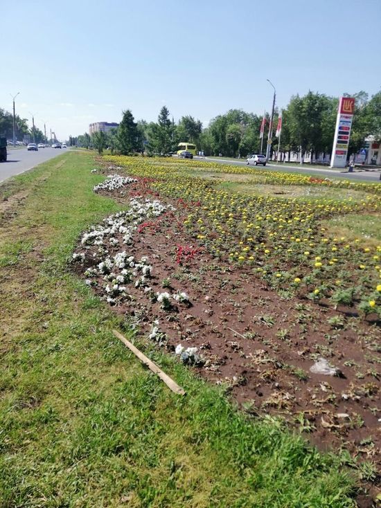 В Оренбурге гибнут цветы