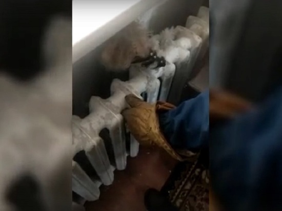 Застрявшую в батарее собаку освободили спасатели в Новосибирске