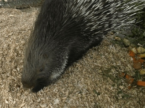 В зоопарке Луганска появился новый житель
