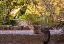 В Никитском ботаническом саду Ялты можно пообщаться с вымершими ящерами, причем совершенно безопасно