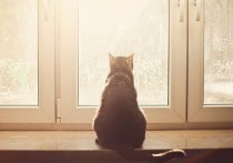 Житель города Кодинск Красноярского края не совладал со своими эмоциями и в порыве гнева выкинул из окна кота своей бывшей возлюбленной