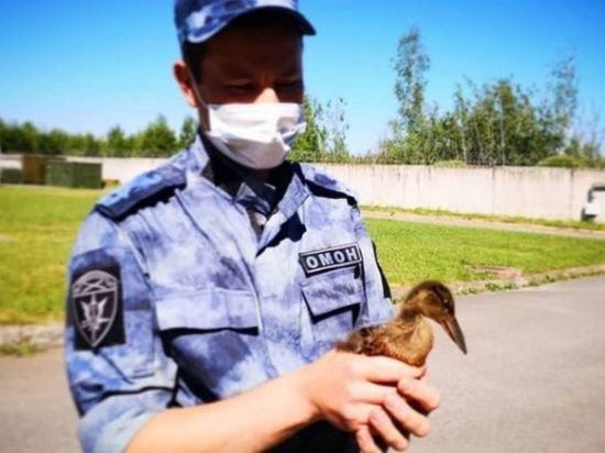 Петербургские ОМОНовцы Росгвардии спасли утенка и вернули его к маме