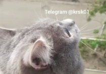 Telergam-канал «Красноярск №1» разместил еще один пост, посвященный истории с котом, которого ревнивый мужчина выкинул из окна в Кодинске Красноярского края