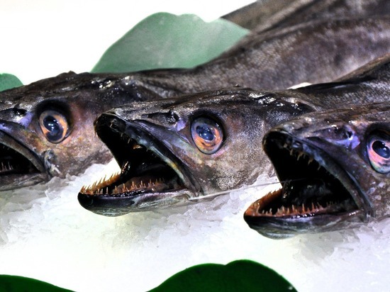 Рыба Ест Рыбу Фото