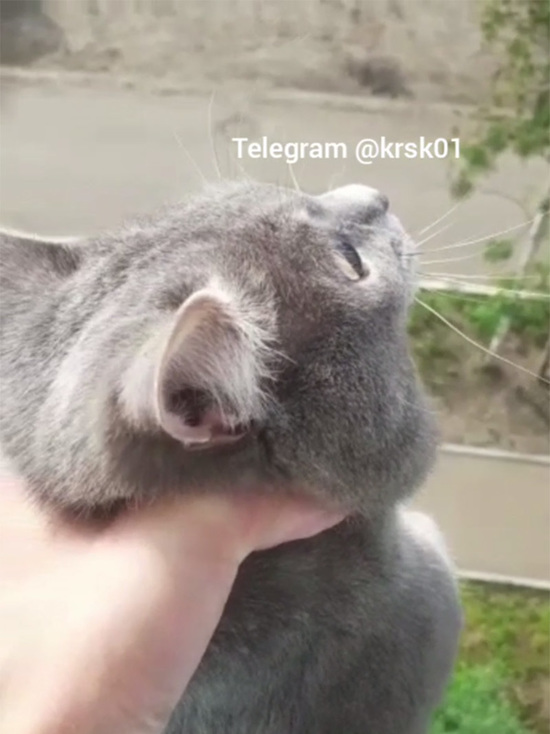 Telegram-канал призвал не устраивать самосуд над мужчиной, выкинувшим кота в окно в Красноярском крае
