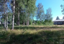 Жители поселка Пийтсиёки возмущены решением местных властей, согласно которому ради строительства фельдшерско-акушерского пункта под топор готовят несколько деревьев. 