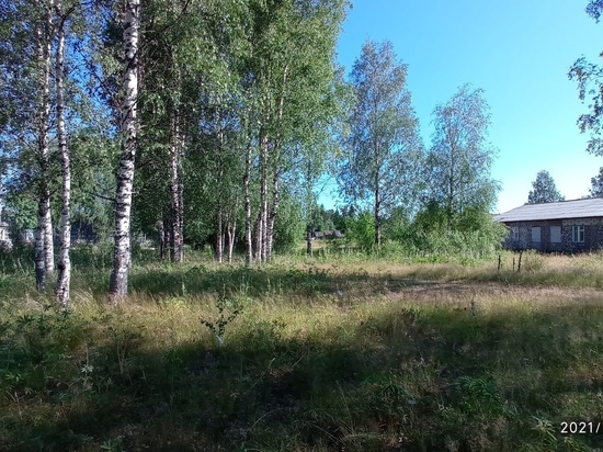 Для строительства ФАПа в поселке Карелии готовятся срубить исторические березы