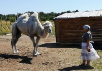 Верблюда Кешу петрозаводские фермеры выкупили из бродячего зверинца.
