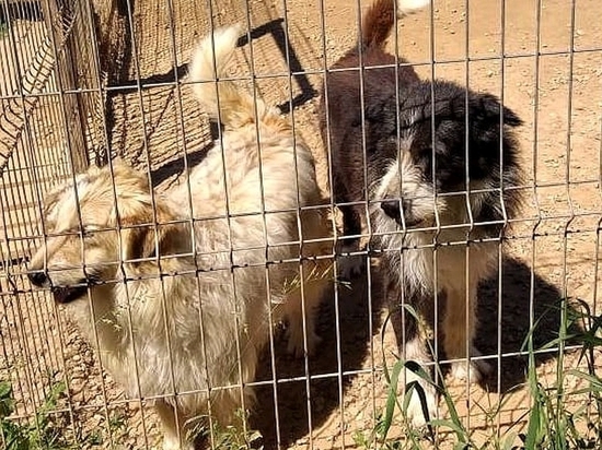 13 собак в приюте в Смоленске остро нуждаются в помощи неравнодушных людей