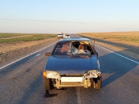 В Калмыкии причиной дорожной аварии стала лошадь
