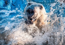 В парке флоры и фауны «Роев ручей» в Красноярске сделаны красивые снимки белого медведя