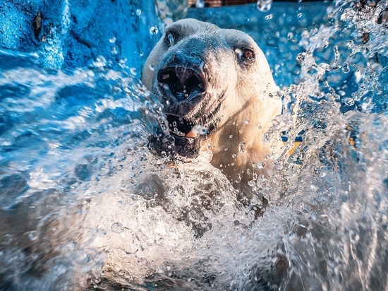  Красивые снимки белого медведя сделаны в зоопарке в Красноярске
