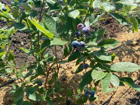 На Ставрополье соберут первый урожай голубики