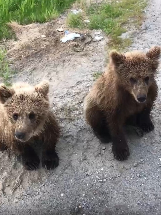 «Как дела, пацаны»: водитель подкормил медвежат и расспросил их о жизни на дороге в ЯНАО