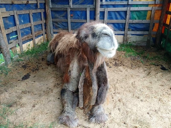 Состояние приболевшего домашнего верблюда проверили сотрудники Белгородского зоопарка