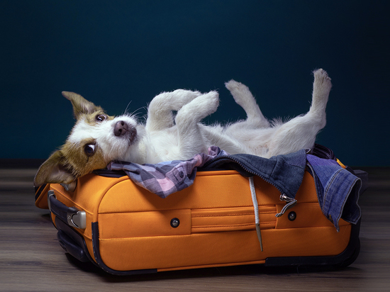 Выгодный полет с питомцами: Аэрофлот начисляет мили за перевозку животных