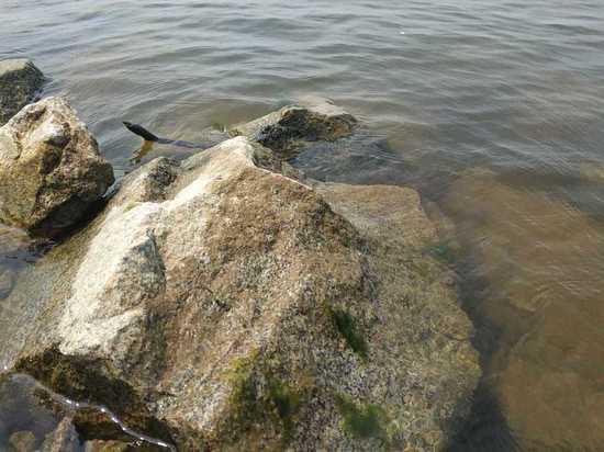 Уровень Амура  Хабаровска сегодня, 7 июля 2021 года, 433 сантиметра