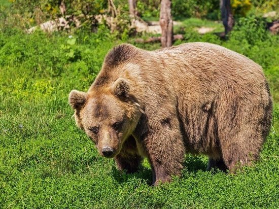 Бурый медведь «терроризировал» туристов в Тындинском районе