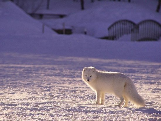 ПОРА поддерживает проект «Чистая Арктика»