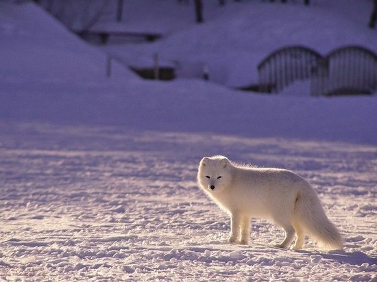 ПОРА поддерживает проект «Чистая Арктика»