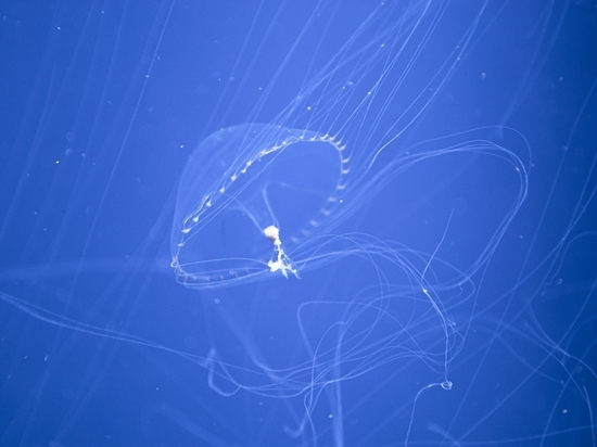 Вид Tima formosa обитает в Атлантическом океане, но теперь, похоже, стал размножаться и у нас