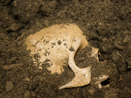 Череп после трепанации нашли на раскопках древностей в Ингушетии