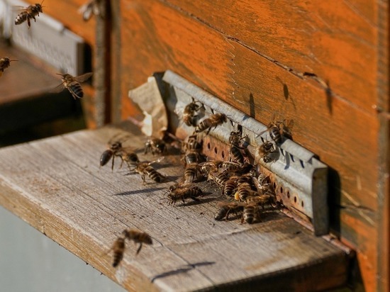 Пчеловодам, потерявшим пчел из-за обработки полей, могут возместить ущерб