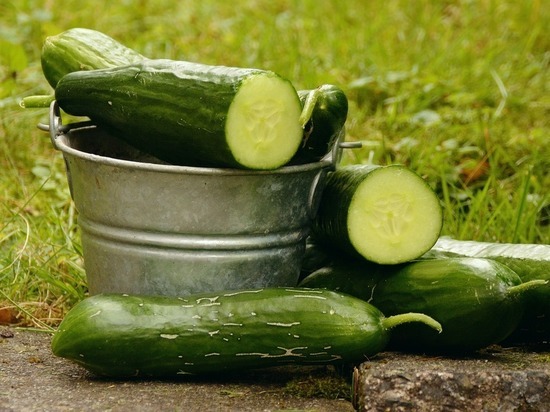 В ДНР рассказали о богатом урожае кабачков, огурцов и капусты