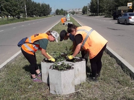 Цветы высадили на разделительной полосе по проспекту Жукова в Чите