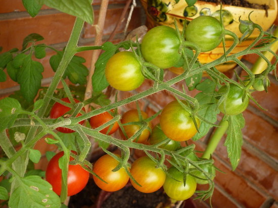 Названа лучшая подкормка помидоров в июле для хорошего урожая - МК