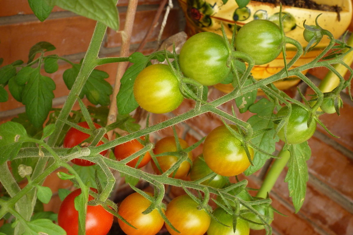 Названа лучшая подкормка помидоров в июле для хорошего урожая - МК
