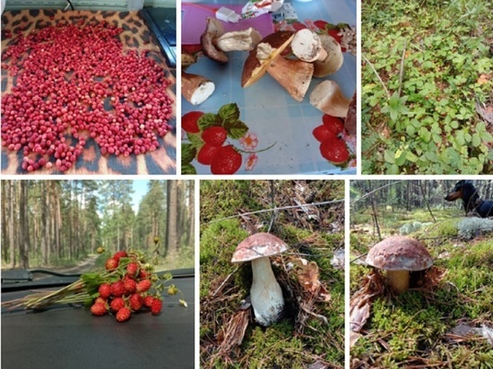 Ягодный сезон открыт: чернику и землянику начали собирать в лесах Новосибирской области