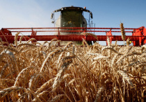 На Кубани собрали 1,5 млн тонн зерна