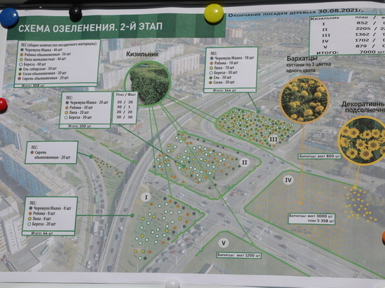 Власти засадят Николаевский проспект тысячами деревьев, кустарников и цветов в Красноярске