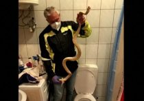 Курьезный случай произошел в Австрии с пожилым местным жителем, который отправился в туалет, но был атакован огромной змеей, выползшей прямо из унитаза