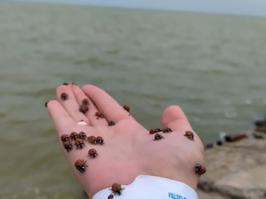 На пляжах Азовского моря появились полчища божьих коровок: ФОТОФАКТ