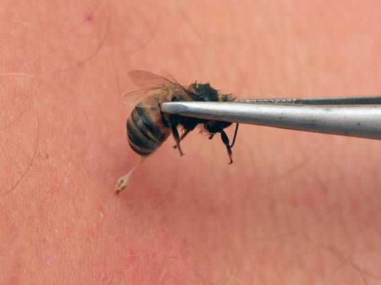 Власти Подмосковья предупредили жителей о пьяных пчелах