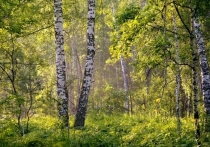 В субботу 10 июля в Красноярске ожидается теплый летний день