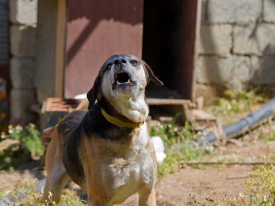 В Ленобласти ищут хозяина собаки, прокусившей шею 6-летней девочки