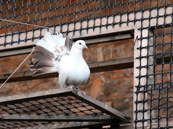 У новотройчанина похитили 20 породистых голубей