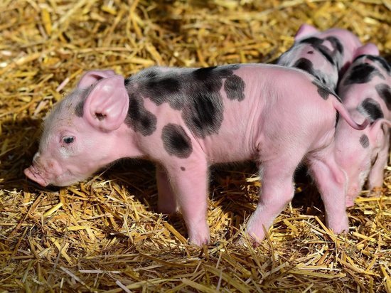В Порховском районе ввели карантин по африканской чуме свиней