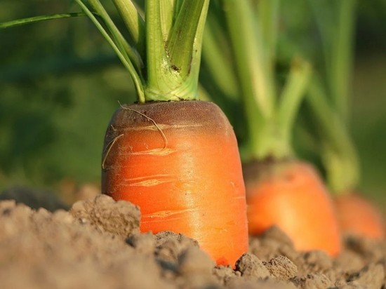 Москвичей возмутила морковь по цене ананасов